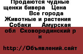 Продаются чудные щенки бивера › Цена ­ 25 000 - Все города Животные и растения » Собаки   . Амурская обл.,Сковородинский р-н